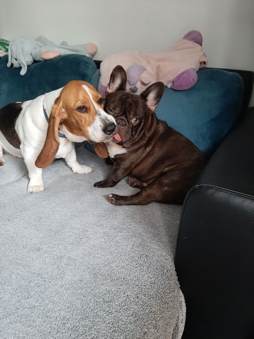 Cazare animale de companie