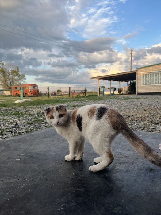 Продам кошку очен красивый умный кот
