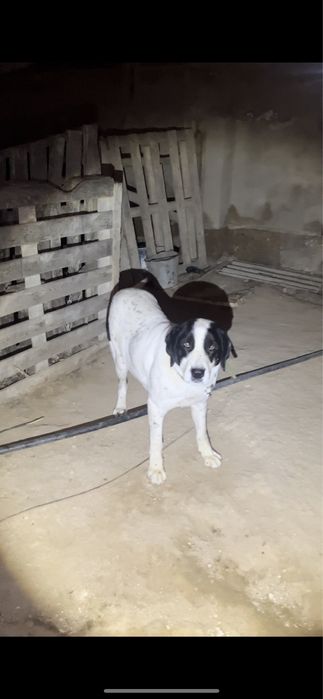 Собака алабай тобет