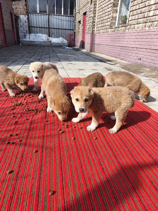 Отдам щенков бесплатно