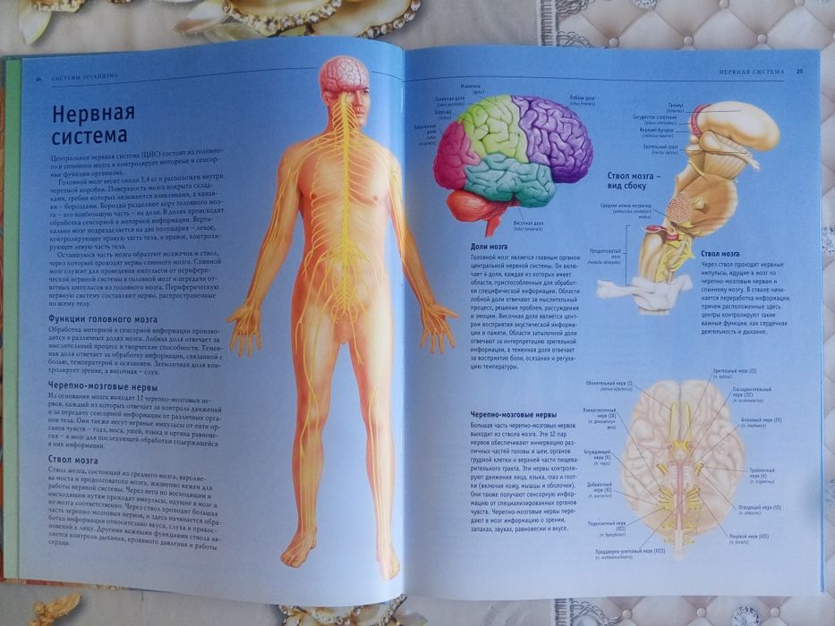 Seks porno bobo va buvisi