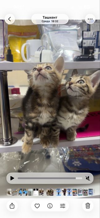 Продаётся кошка породы Бенгал