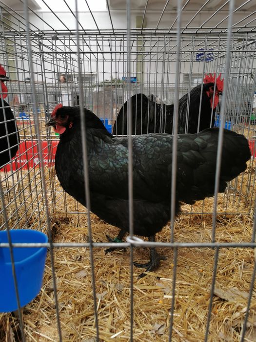 Pui găină, rasa australorp si sussex