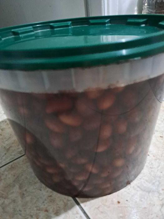 Măsline origine Grecia