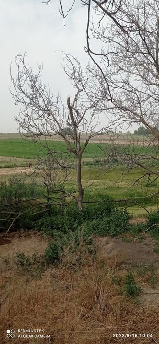 15-20 жылдық жаңғақтар