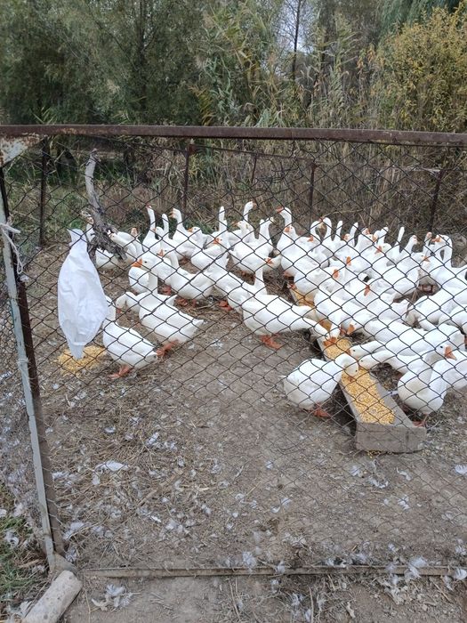 Гуси, продам гусей