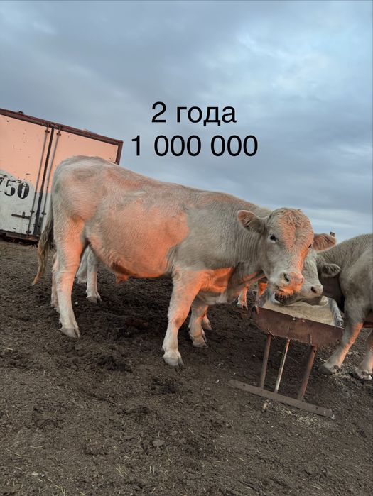 Бычки поместь аулейколь