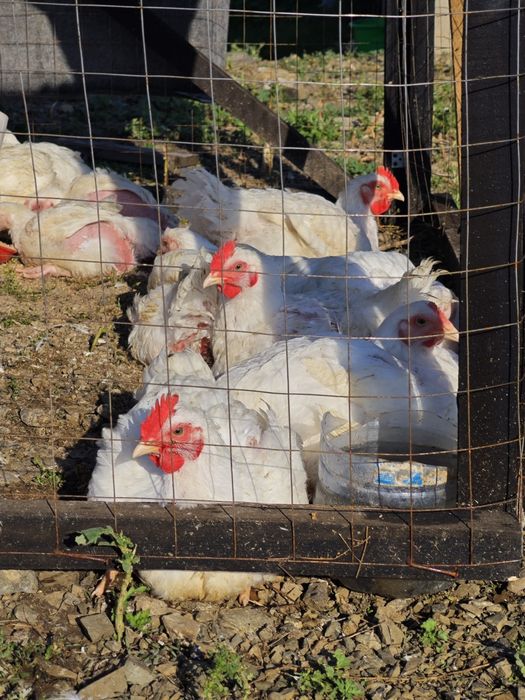 Продам бройлер домашный продукт