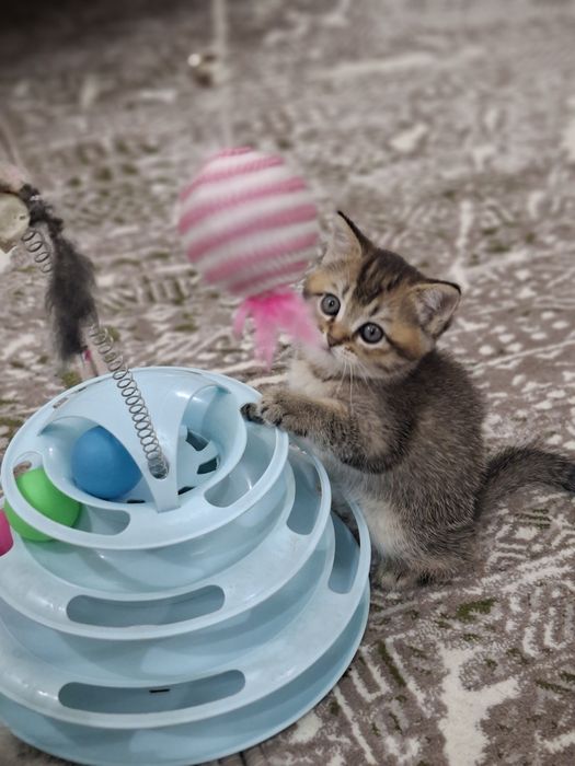 Кошки  шиншила продажа