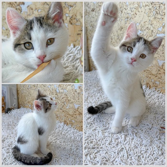Котенок, девочка, 3 месяца