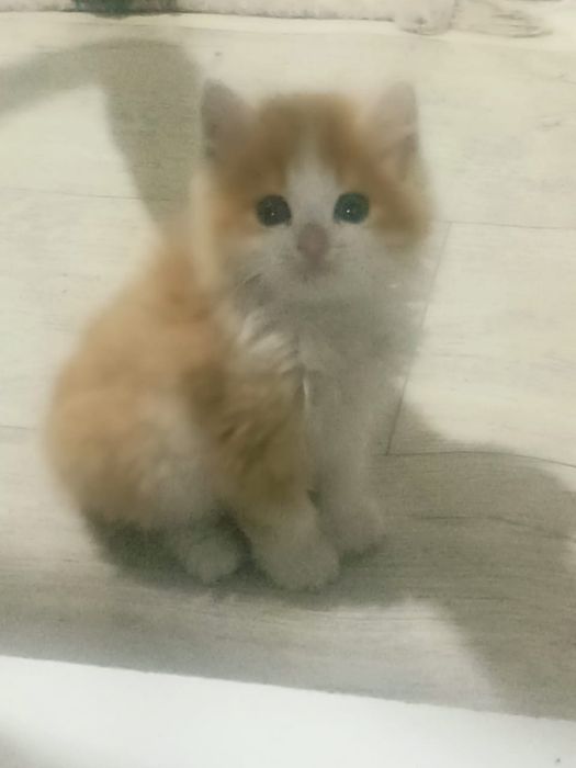 Отдам котенка в хорошие руки