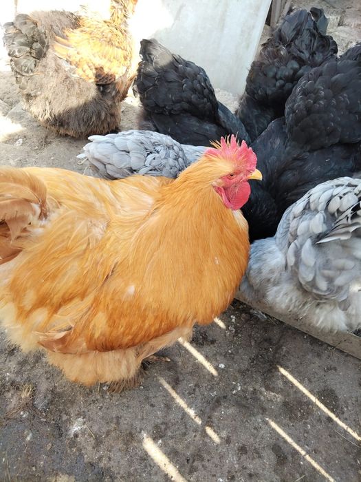 Ouă Brahma lemon si potirnichiu