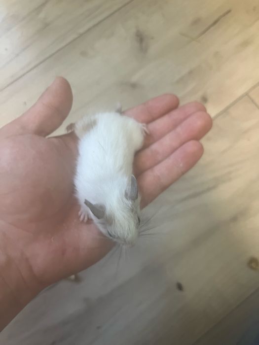 Pui veverita Degu 1 luna