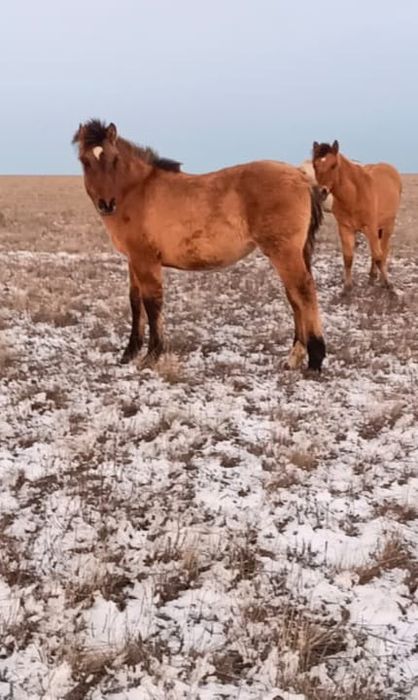 Жабағы Жабағы оптом продам.