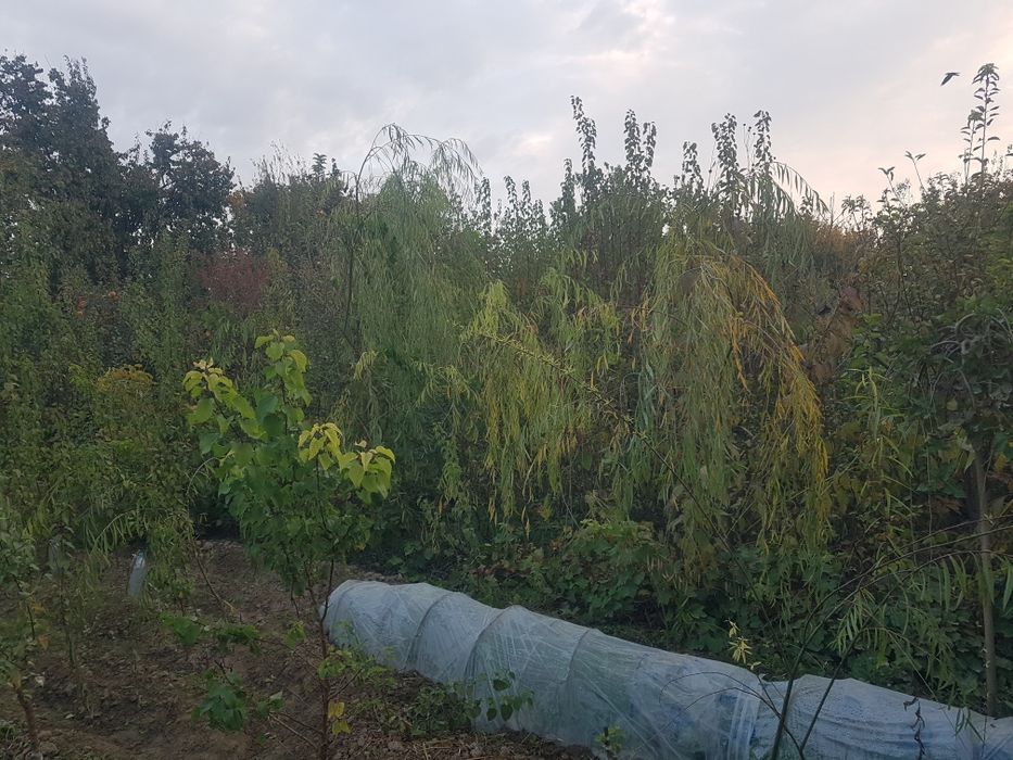 Mevali va manzarali koʻchatlar