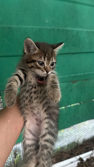 Отдам котят в хорошие руки.