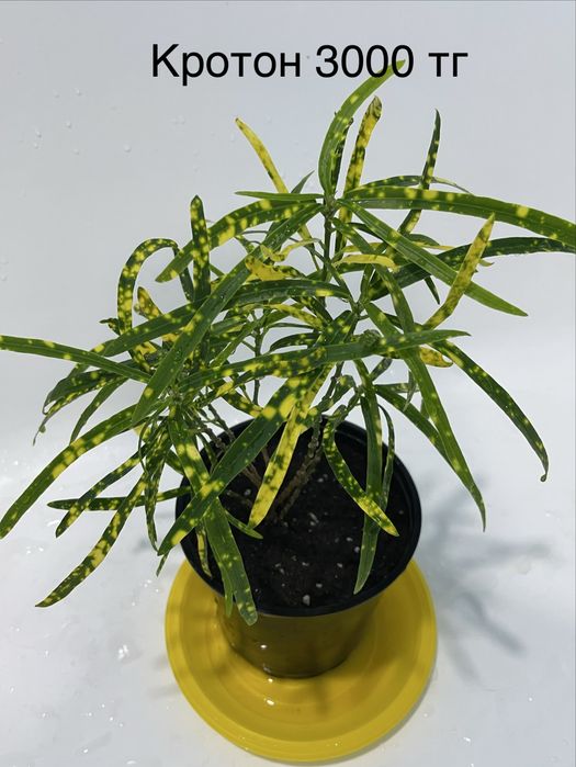 Комнатные растения