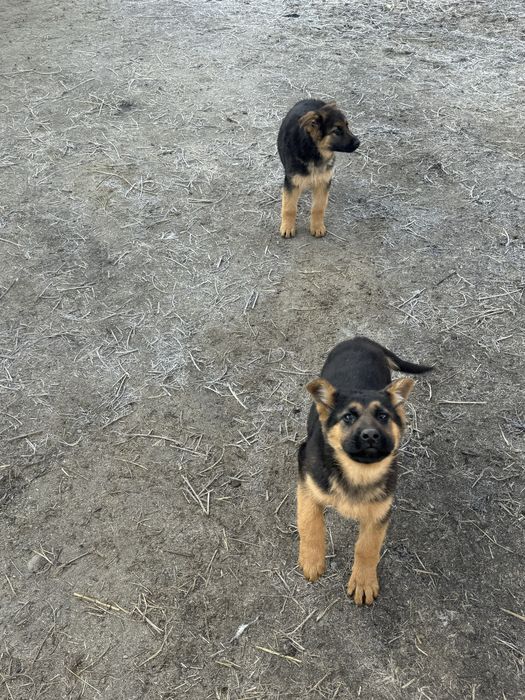 Продам чистакровный овчарка