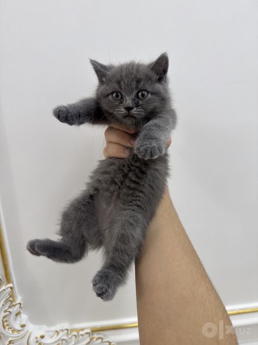 Котята британские scottishfold
