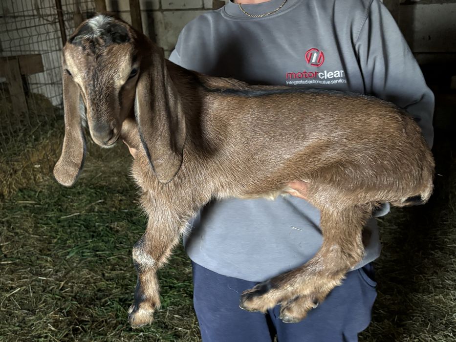 Iezi anglonubieni rasa pura