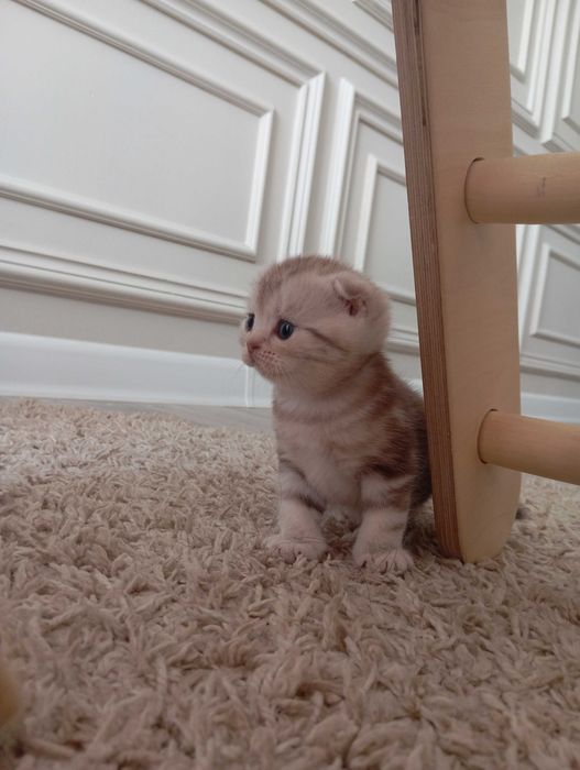 Продам котят Шотландский Вислоух