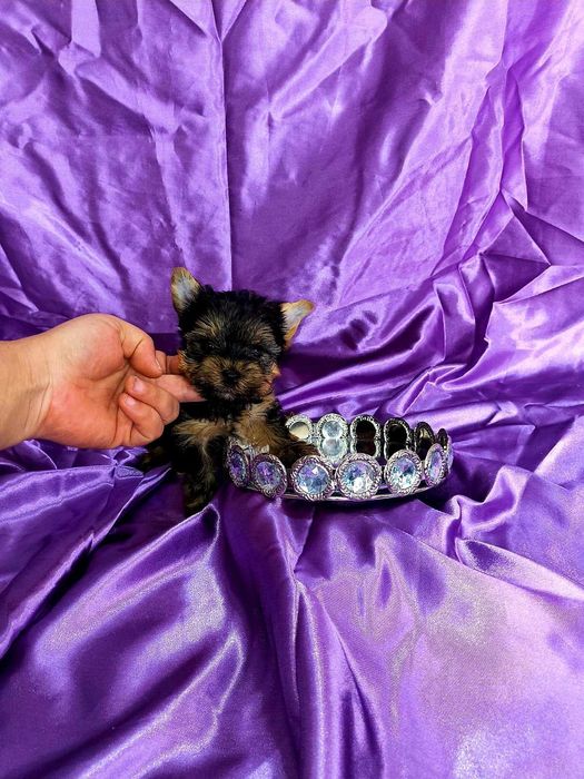 Йоркширски териер мини