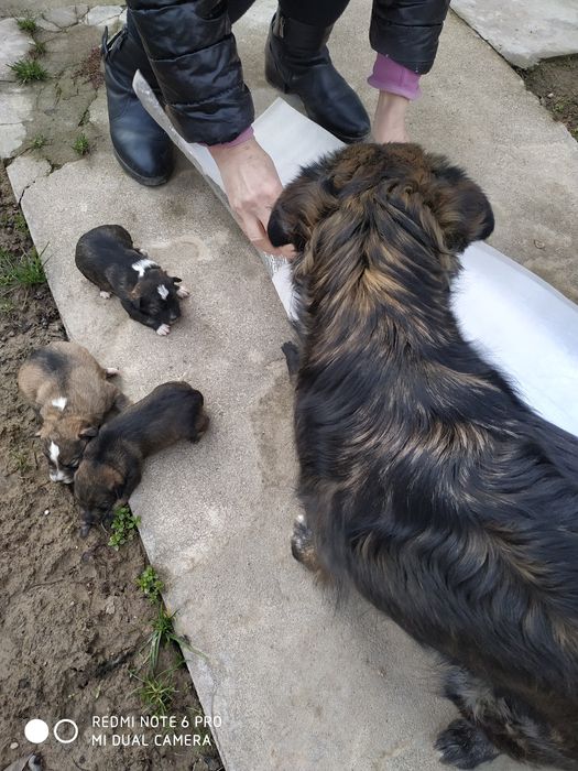 Отдам собачек в хорошие руки