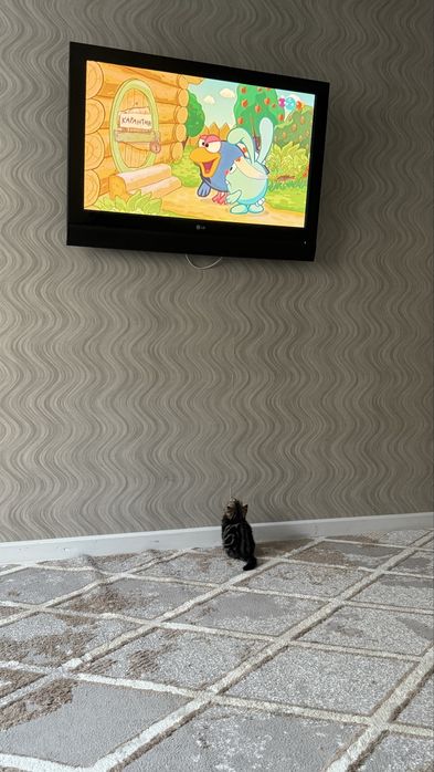 Вислоухий шотландец