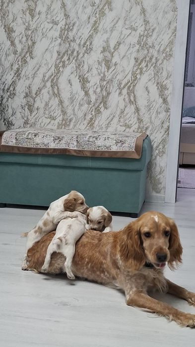 Продаются чистокровные  щенки спаниеля