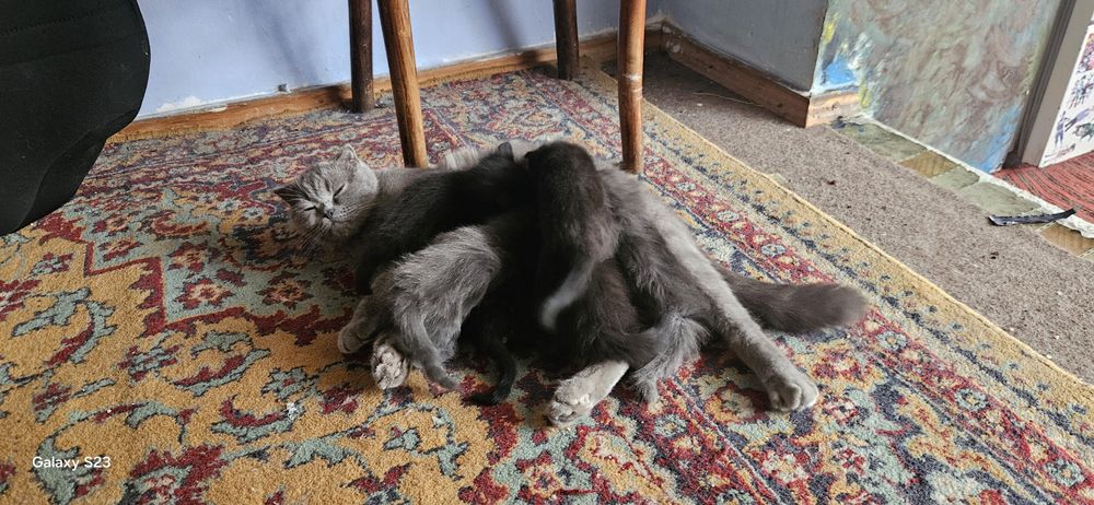 Продам кошечку и котят