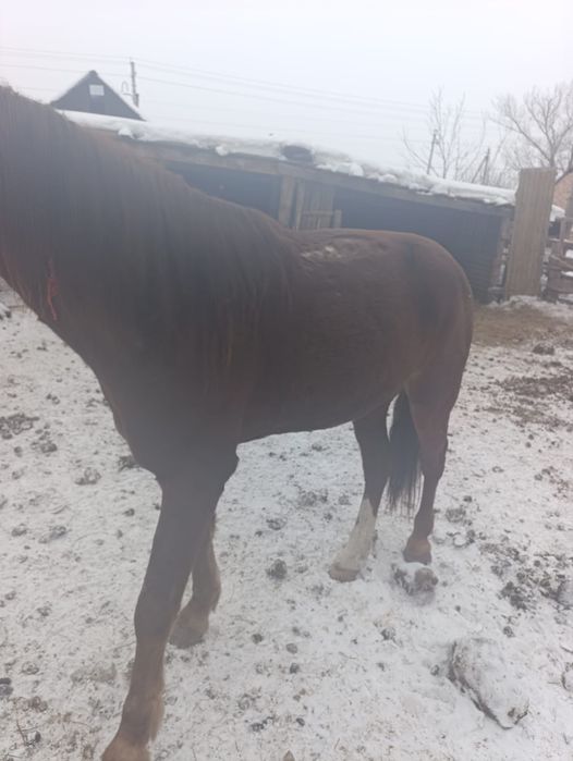 Продам жиребца 6 лет