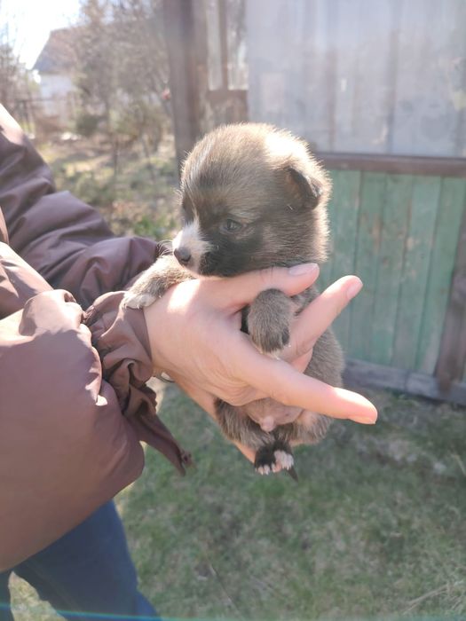 Отдам щенков 2 месяца