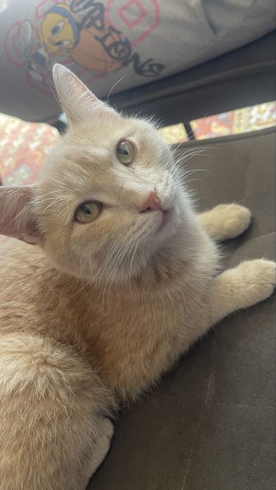 Мысық тегін  беріледі