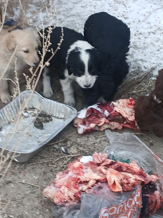 Отдам даром шенков