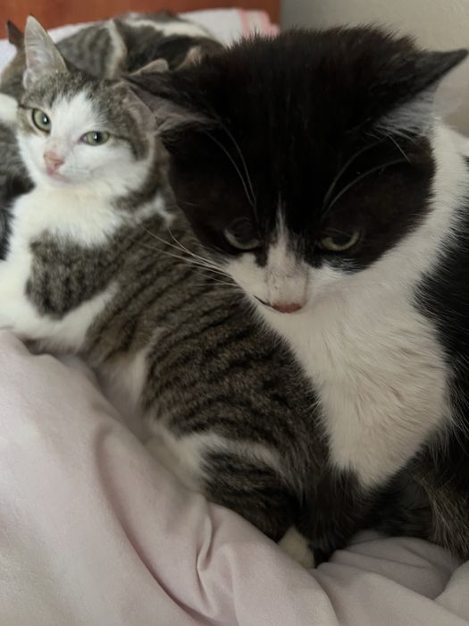 Отдам в добрые руки