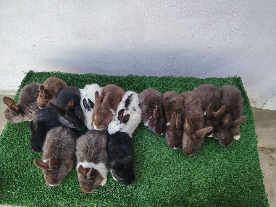 Quyon bolalari sotiladi