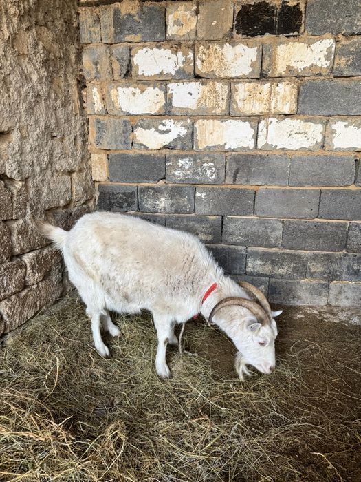 Ешкі ұрғашы,  сүтті