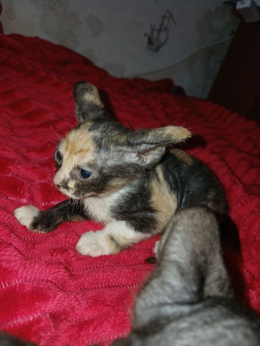 Продам котят сфинкс.  Браш.