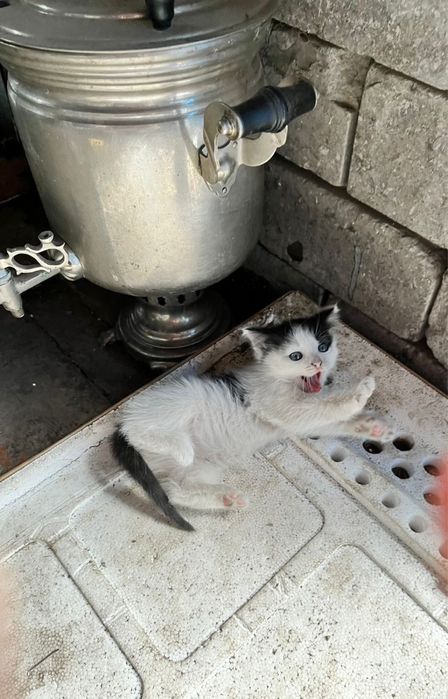 Отдам котенка в добрые руки