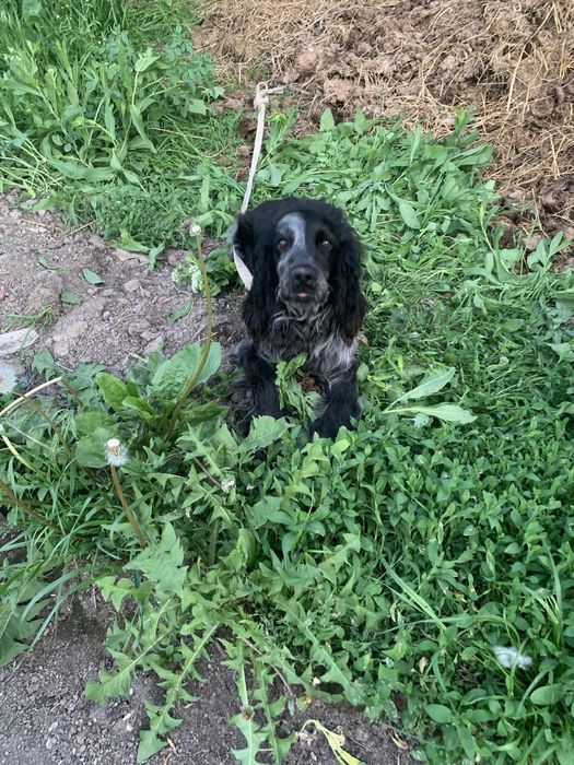 Руский спанель