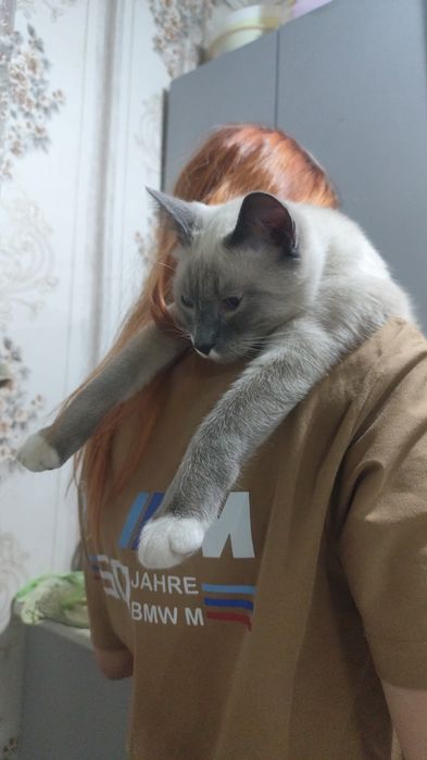 Пропал кот, меньше года.