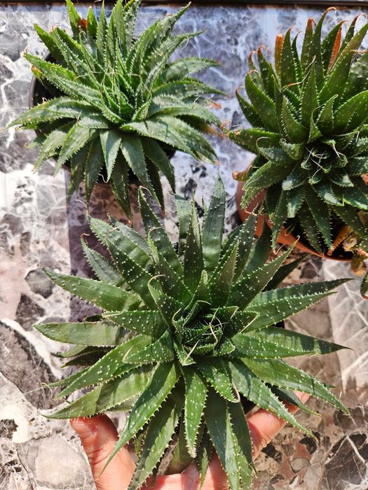 Алое Аристата / Aloe Aristata