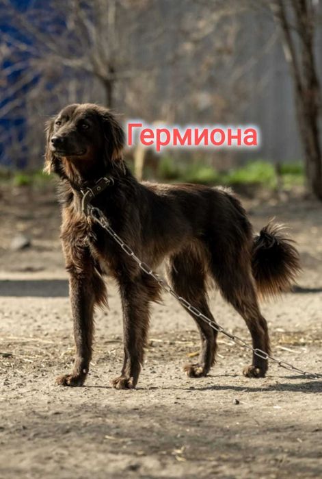 Дарю в добрые и ответственные руки