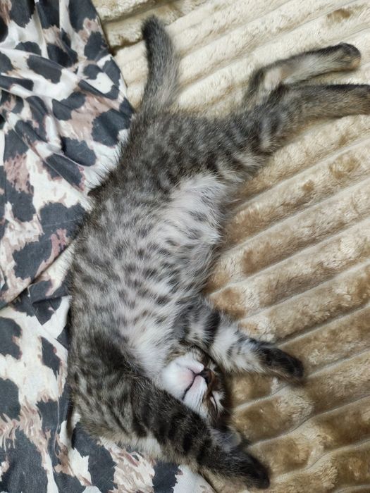 Котëночек в хорошую семью
