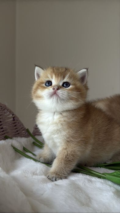 Золотая британская шиншилла ny 12