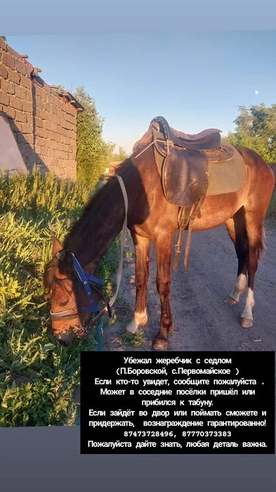 Пропал жеребчик  полторашка