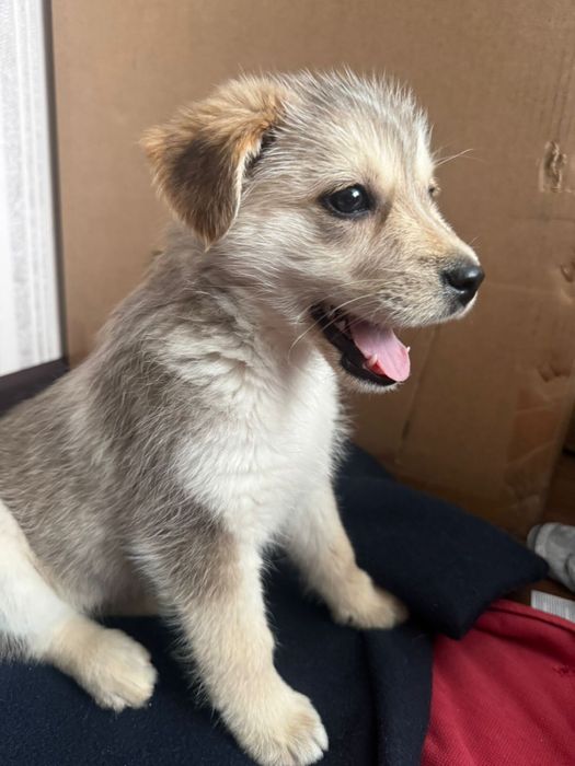 Щенок в добрые руки