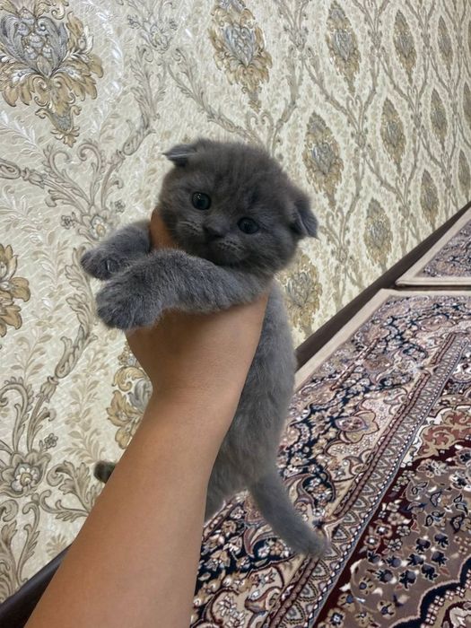 Продаются котята