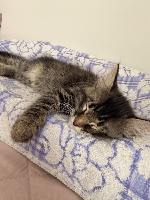 Котенок в добрые руки