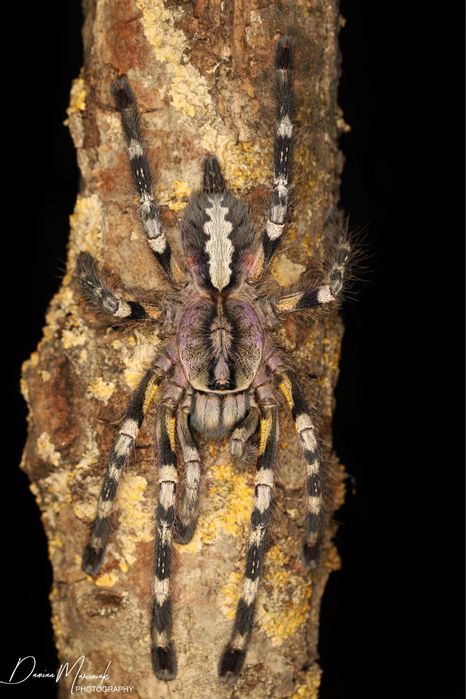 Poecilotheria fasciata